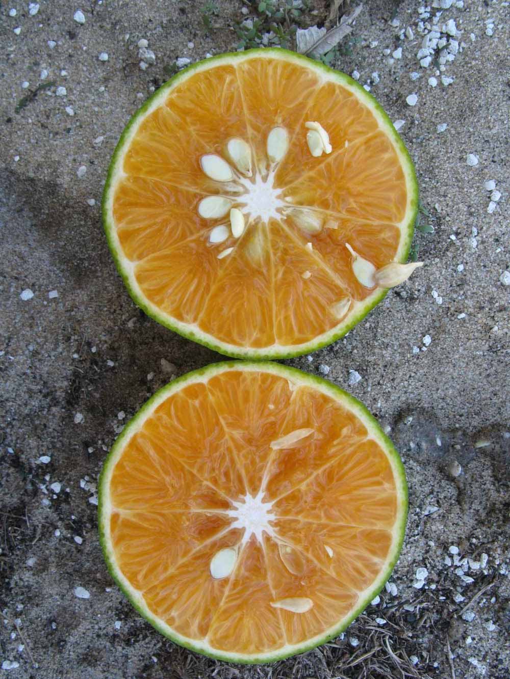              Fruit cross-section (Winter Haven, FL)       